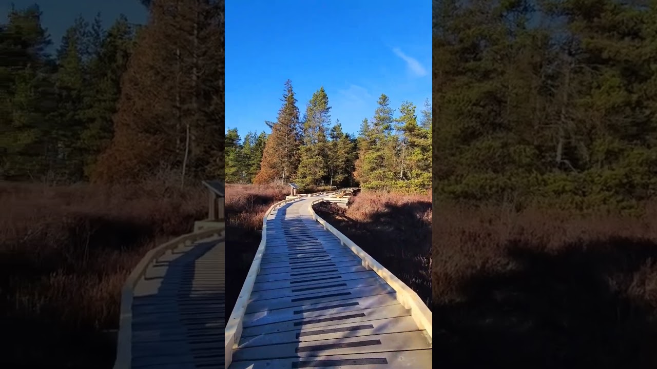 The Serenity of #Burnsbog A Cinematic Escape #Burnsbog #naturereserve #delta #bccanada