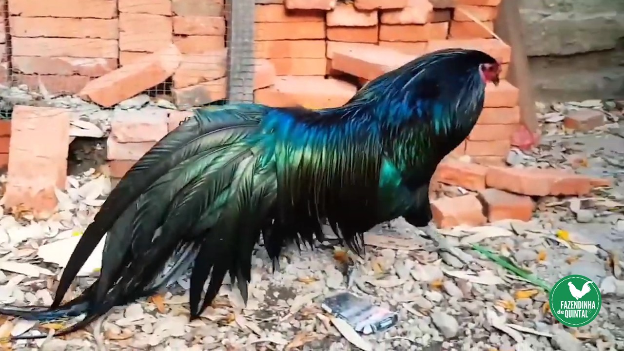 Galo de Sumatra. A Obra Prima da Natureza Criada em Quintais!
