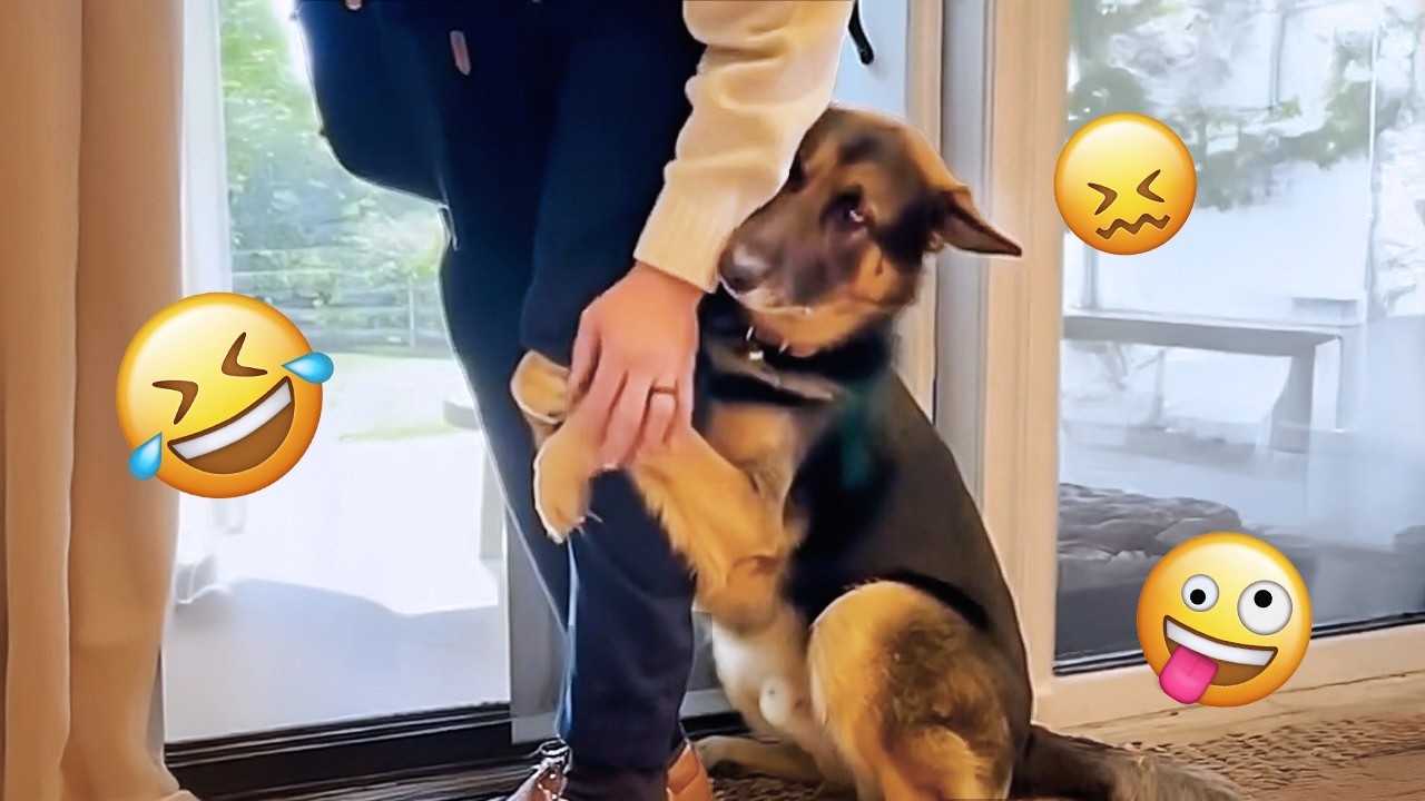 You Will Die Laughing At These Dogs 🐶 Best Animal Video Compilation You Can&rsquo;t Miss 🤣 #59