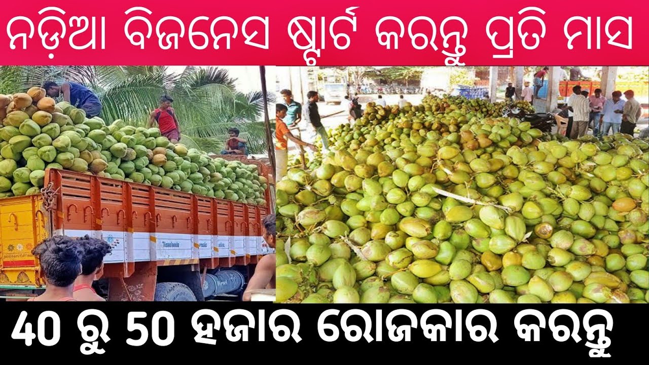 How to start coconut business odisha | business ideas | best business ideas | Business trick odia