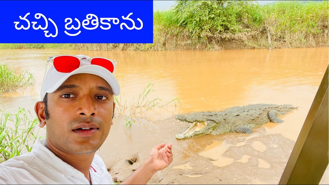 Crocodile river in Costa Rica 🇨🇷