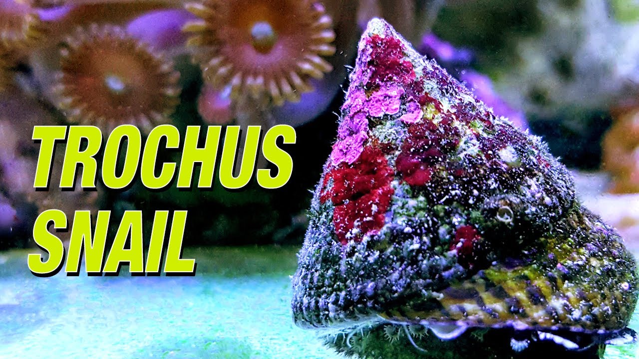 Species Spotlight | Trochus Snail