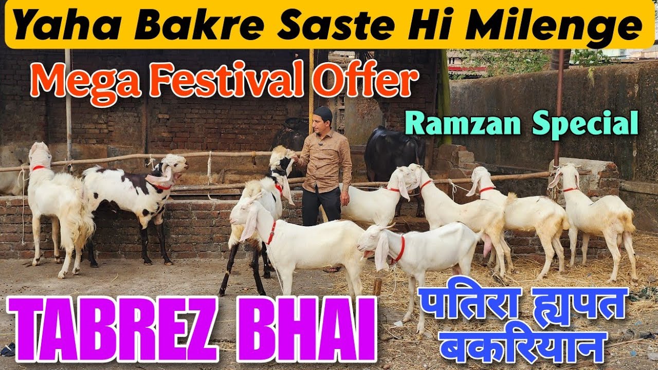 Mega Festival Ramzan Special Goat At TABREZ BHAI | 2025 Ke Saste Patira Hypat Bakra Bakri Bhiwandi