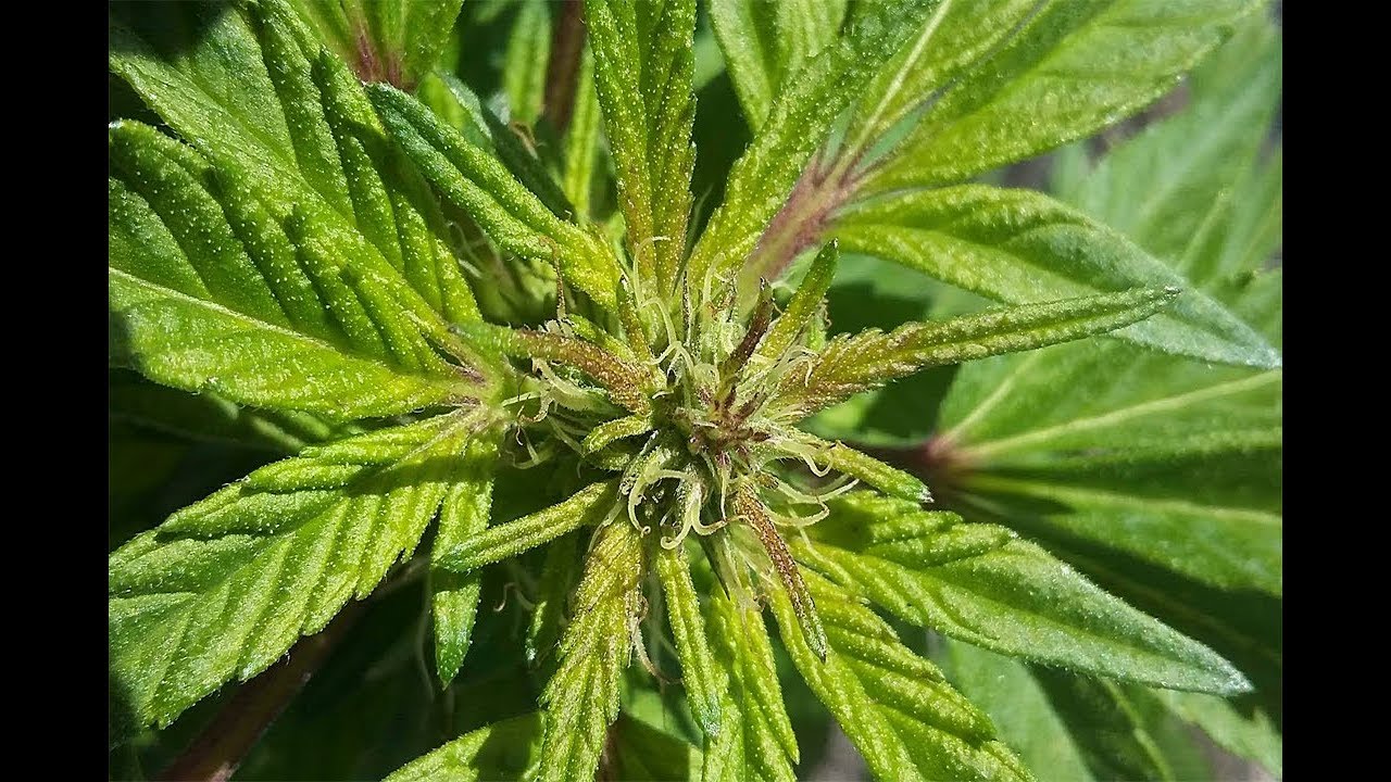Regulares en Exterior | 96 D&iacute;as | Preflora