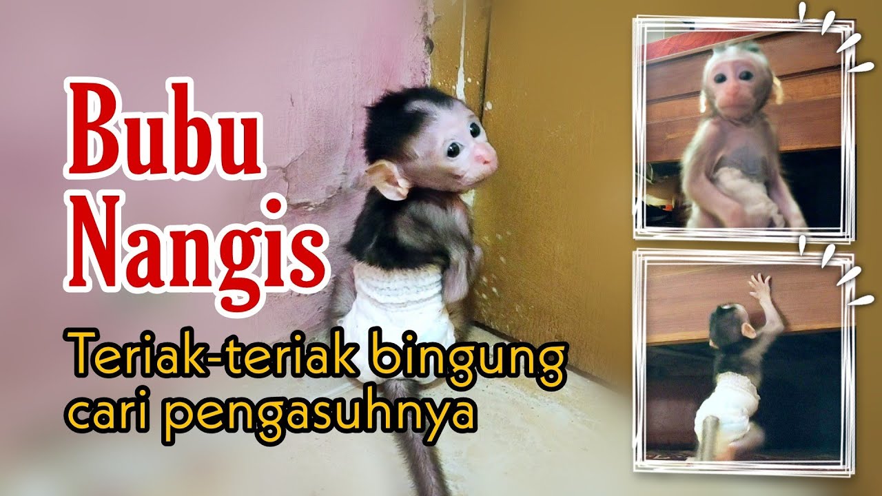 Baby monkey crying looking for a babysitter who is making food for him