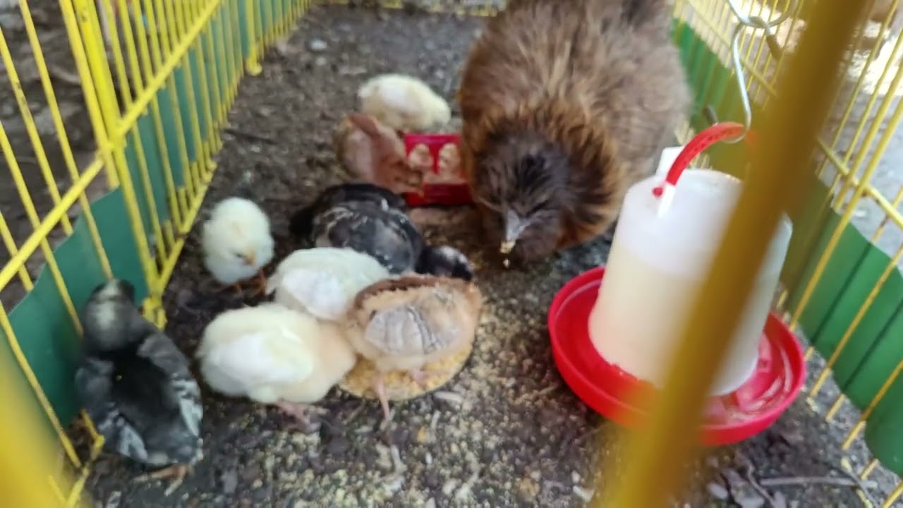 Kuřátka rostou  Maminka se o něj stará Dospělé slepičky se mají taky dobře