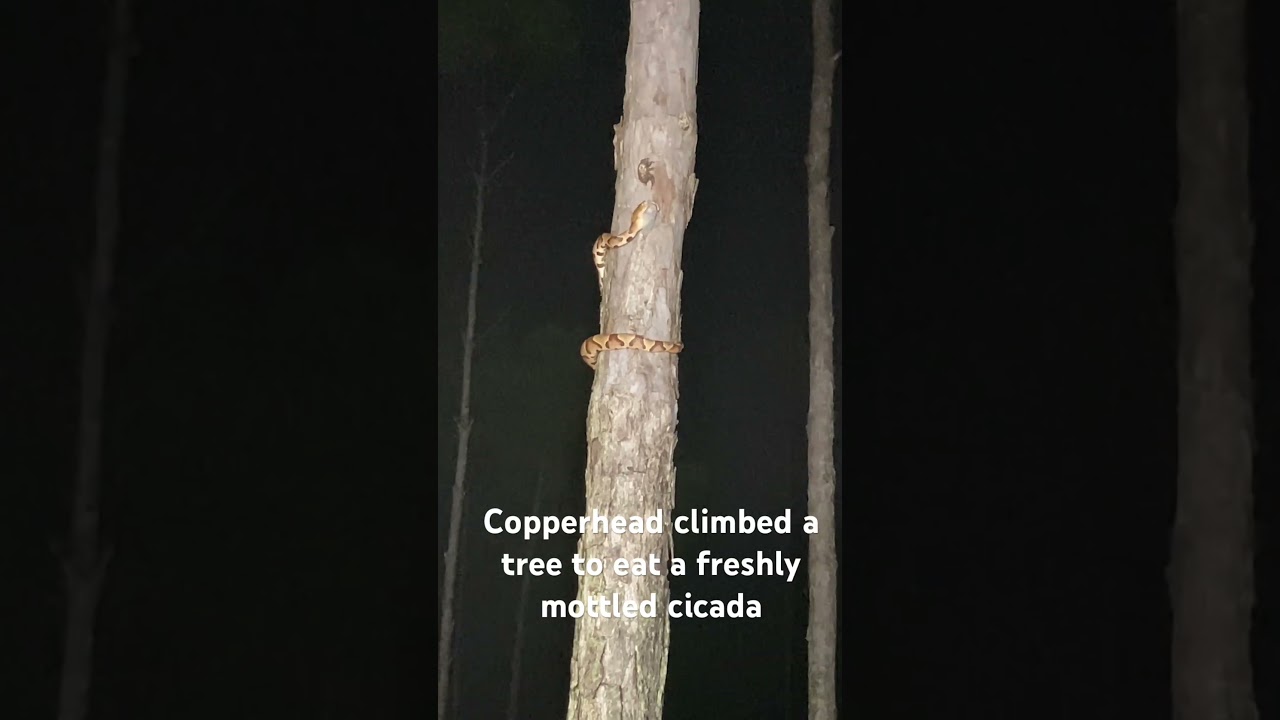 Copperhead eats a cicada!