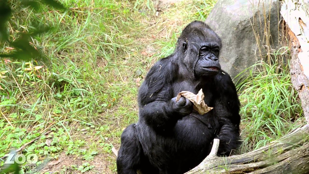 Pete and Nina, Gorillas at Woodland Park Zoo, Outside
