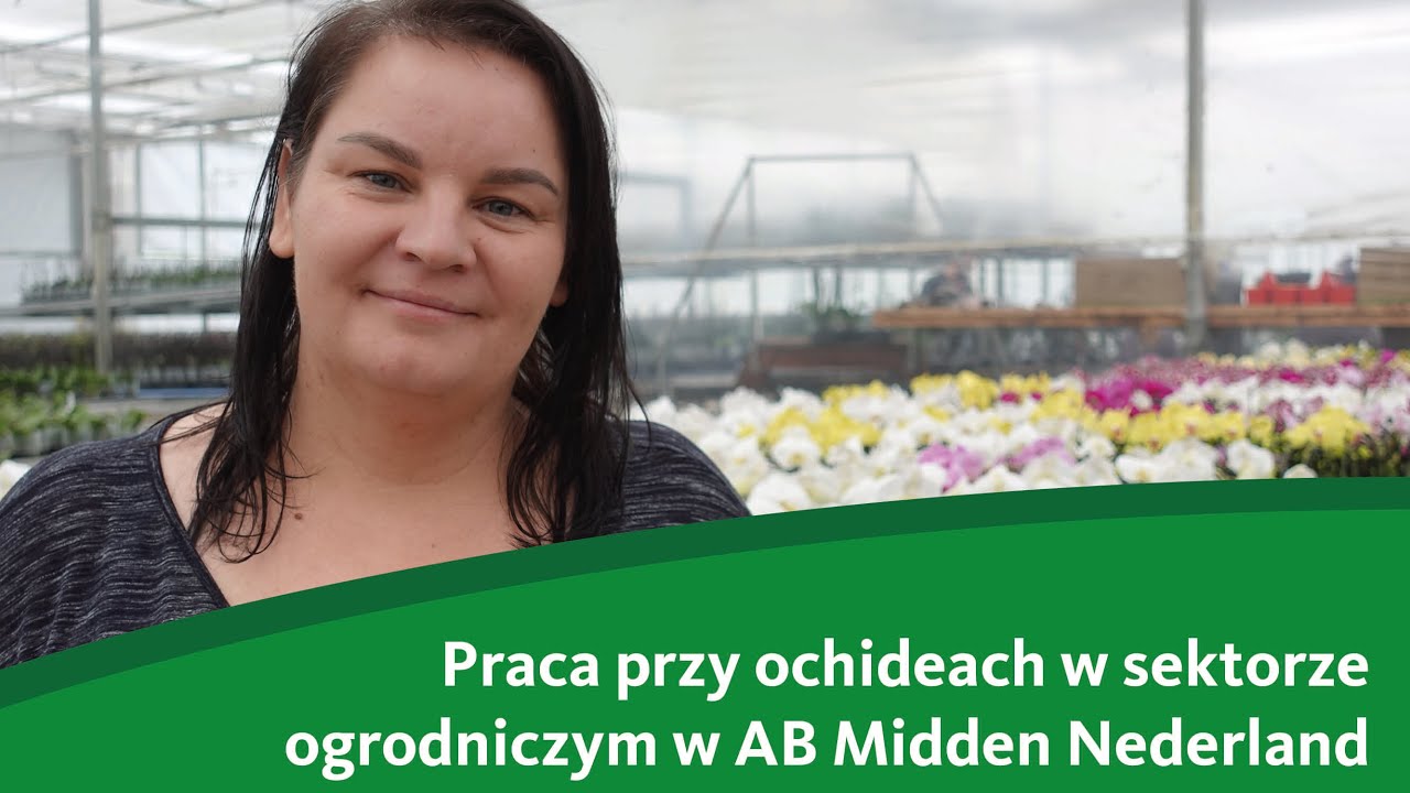 Praca przy orchideach w sektorze ogrodniczym | AB Midden Nederland