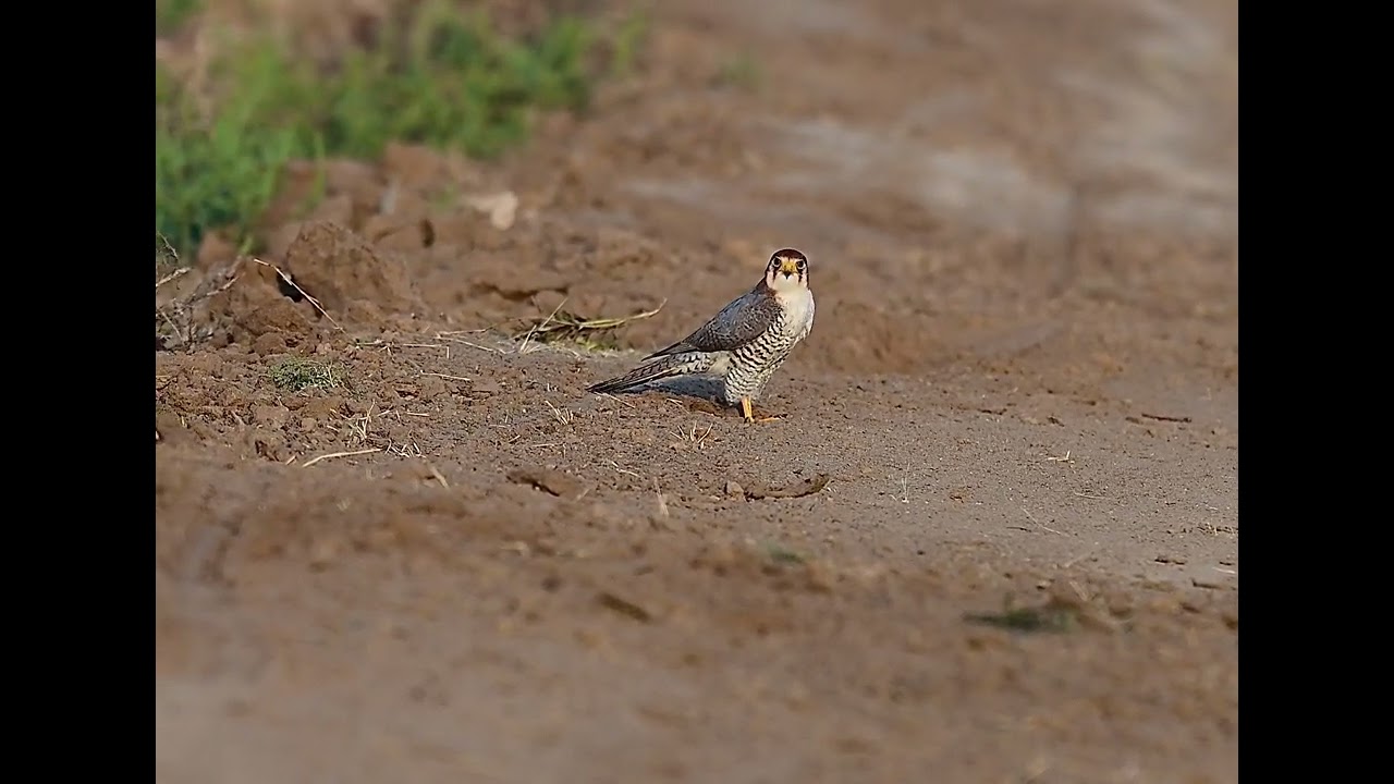 Red necked falcon mud bath and head bobbing while looking out for possible threat.