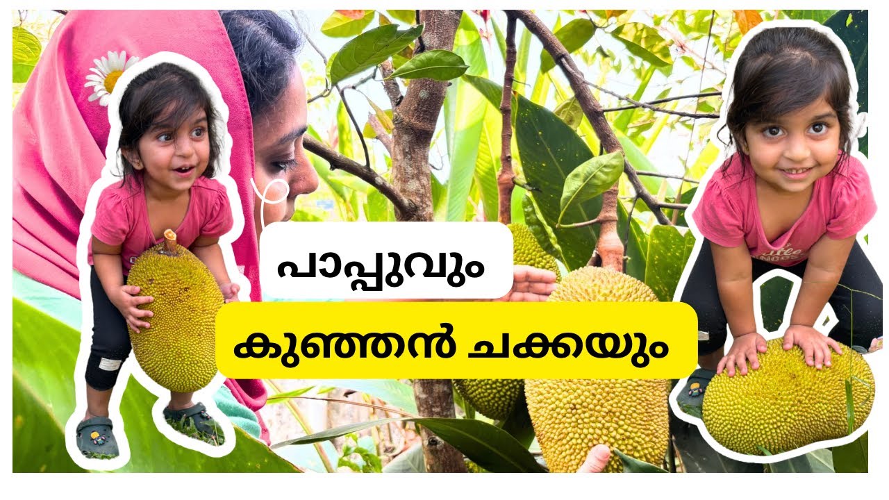 വീട്ടിലെ കുഞ്ഞൻ ചക്ക | family moments #jackfruitcutting  
