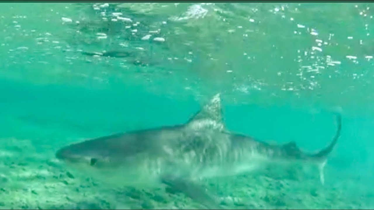 2m Tiger Shark Red Sea Marsa Alam Egypt, Tauchen Rotes Meer &Auml;gypten 🇪🇬
