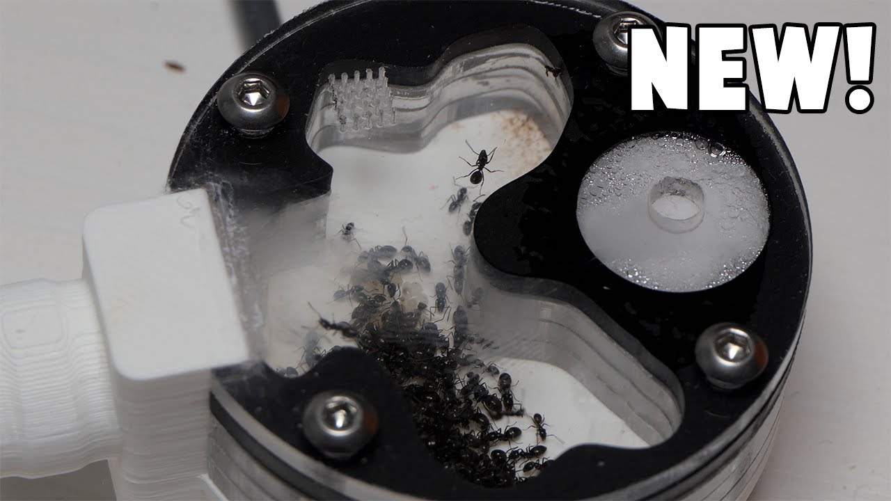 Tapinoma nigerrimum Inside New Acrylic Ant Nest