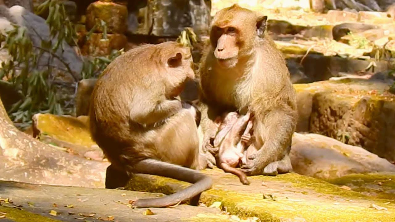 Caring Father Moment: Big Male Monkey Visits and Gently Looks After His Baby