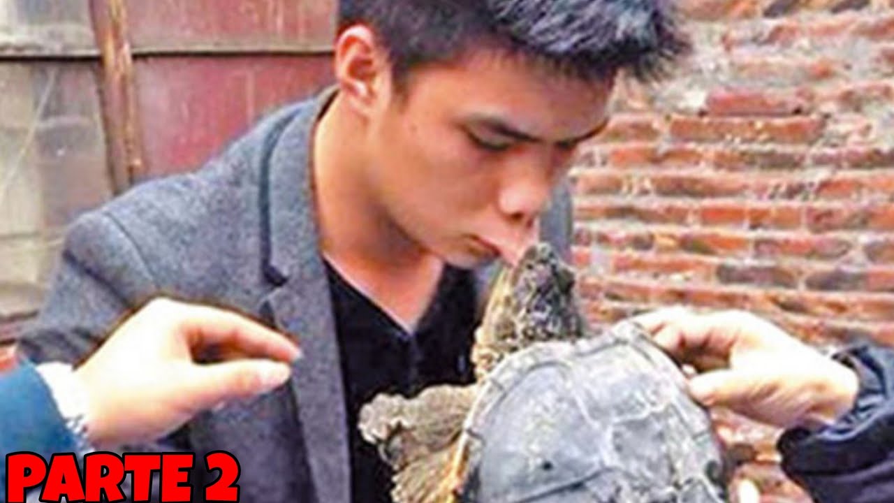 Tortugas mordiendo personas y animales recopilación-turtles attacks