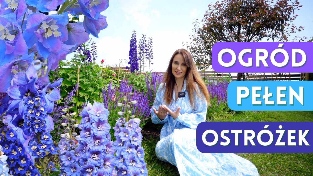 Ostróżka Ogrodowa - cudowna bylina do ogrodu