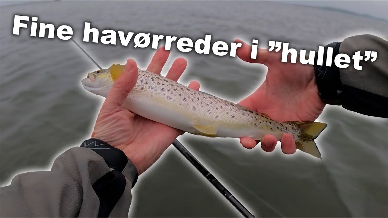 Hullet skulle testes 🎣 Havørred Fiskeri 🐟
