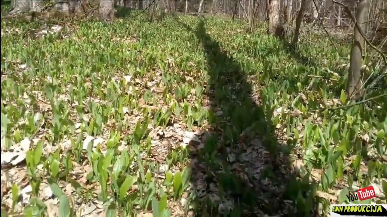 Ljepote Konjuh planine i berba srijemoša