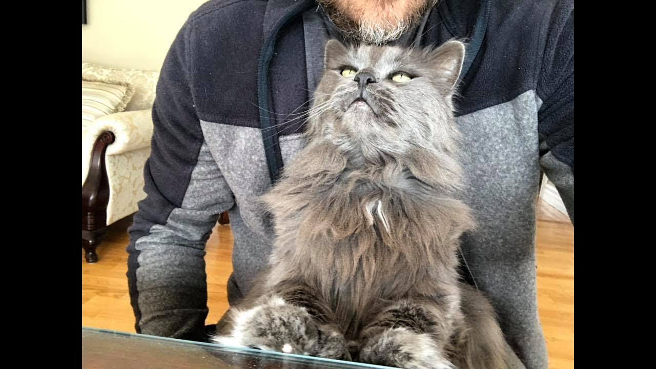 Heart Failure in Cats - Treatment and Kemo's Story