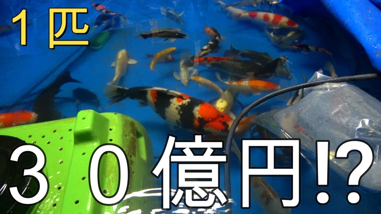１匹３０億円の錦鯉をご紹介します！！