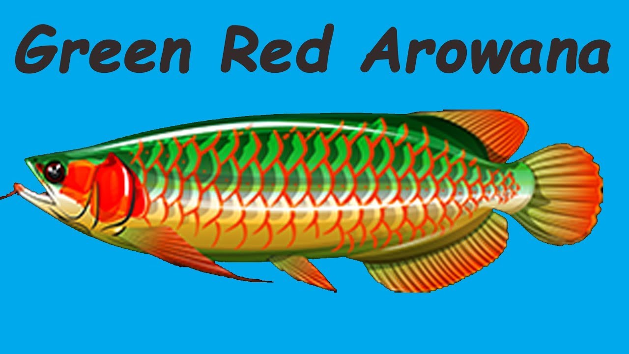 2× Zeleno-červená arowana 5★