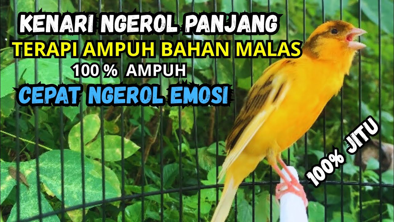 Kenari GACOR PANJANG untuk PANCINGAN KENARI PAUD bikin BURUNG KENARI GACOR EMOSI