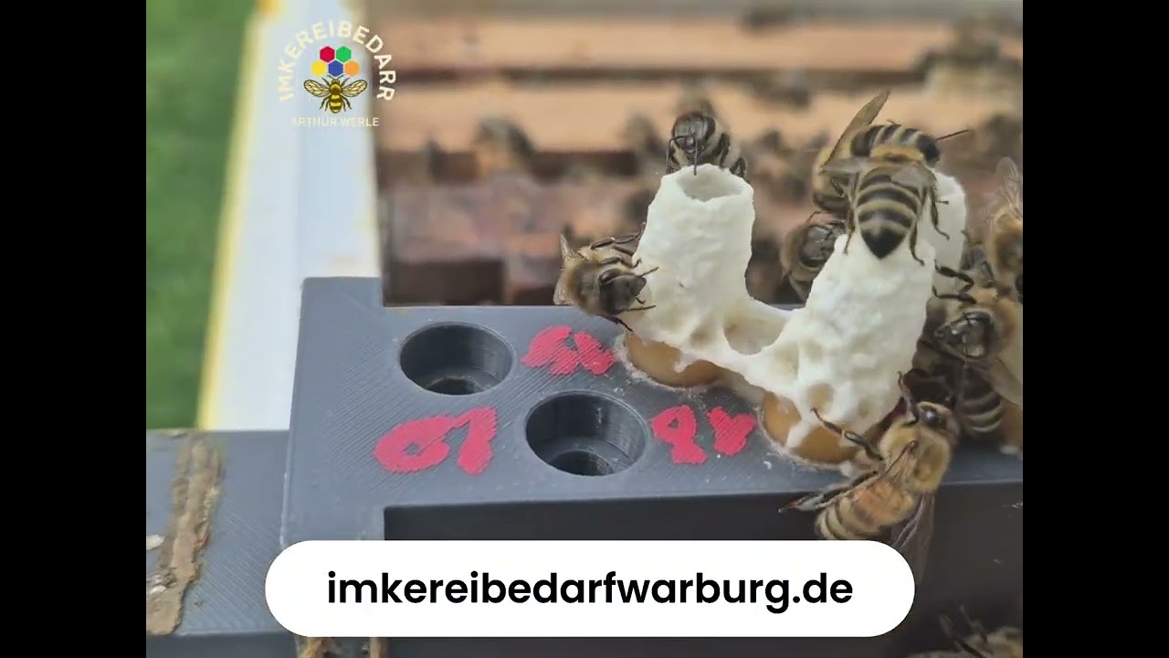 „Königinnenzucht im Mini-Plus mit 3D-gedruckter Zuchtleiste“