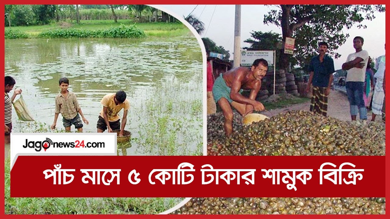 পাবনায় পাঁচ মাসে ৫ কোটি টাকার শামুক বিক্রি || Jago News