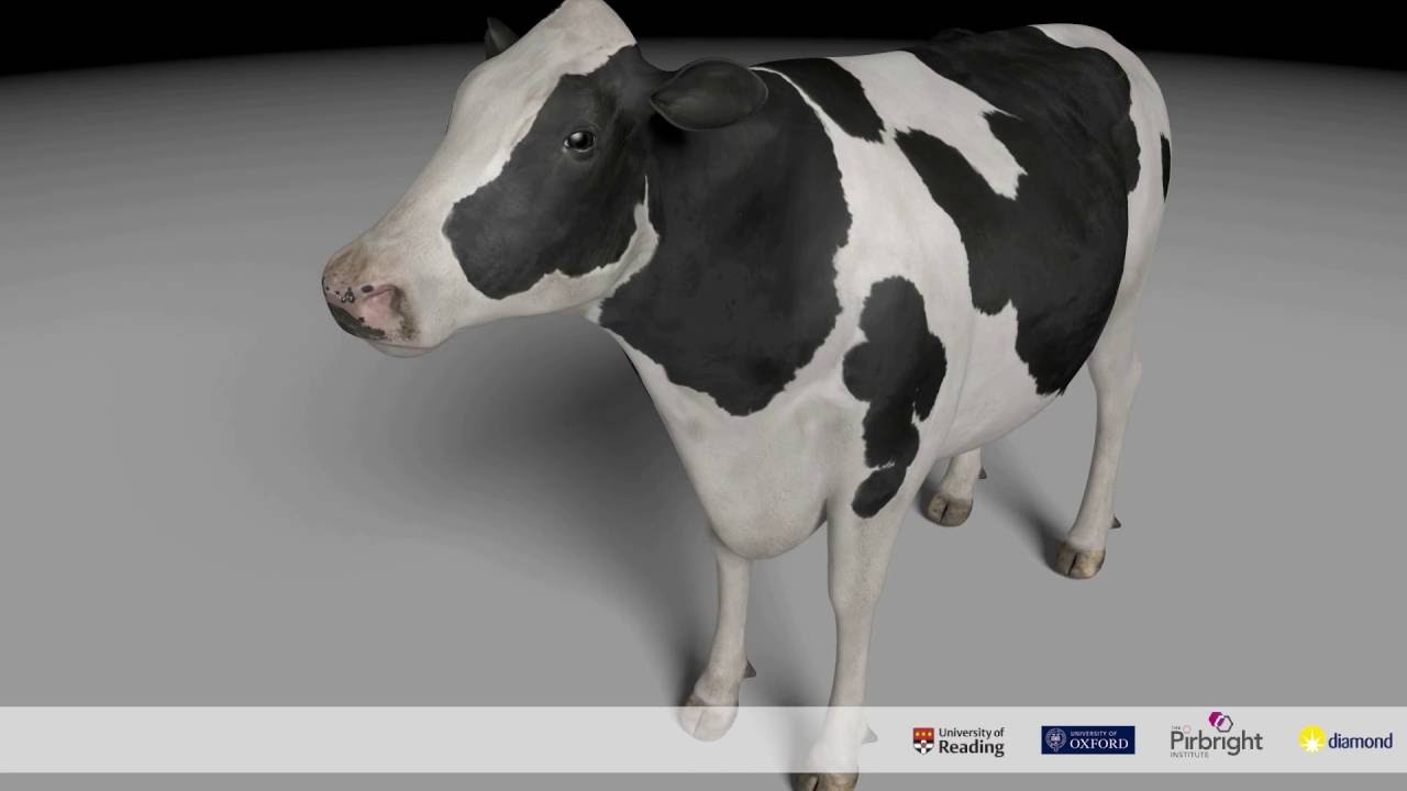 Lifecycle of foot-and-mouth disease virus