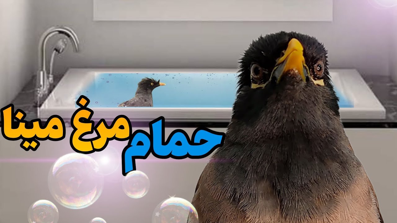ولاگ حمام مرغ مینا / آبتنی مرغ مینا 🏊‍♂️