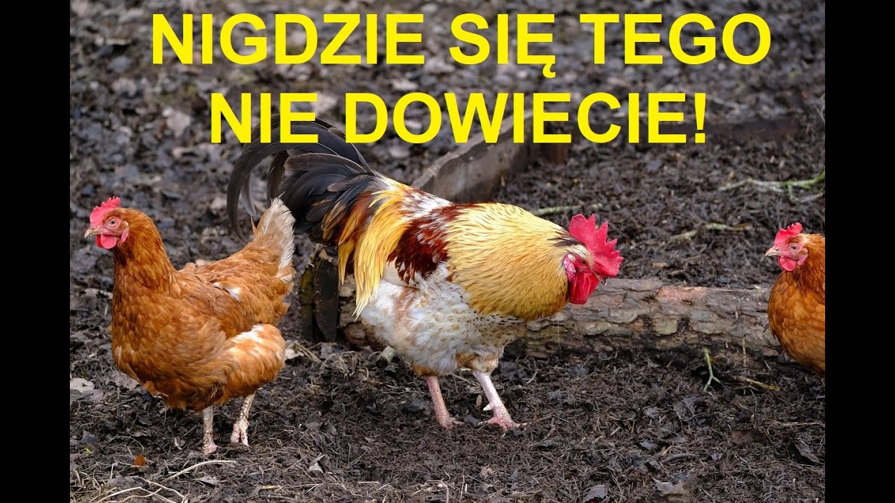Odcinek 1652 NIKT WAM O TYM NIE POWIE, BO KOSZTUJE TO DUŻO PIENIĘDZY!