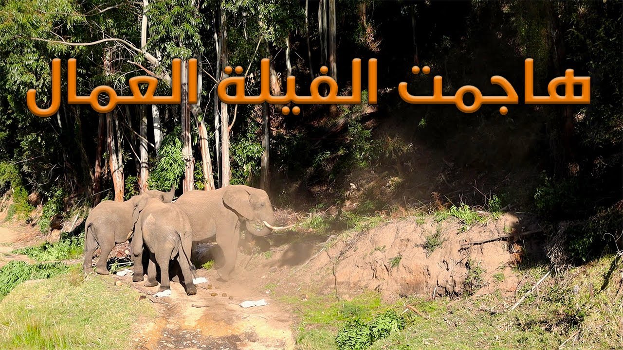 Unforgettable Safari in South Africa 🇿🇦 | مغامرة برية لا تُنسى – الجزء الأول