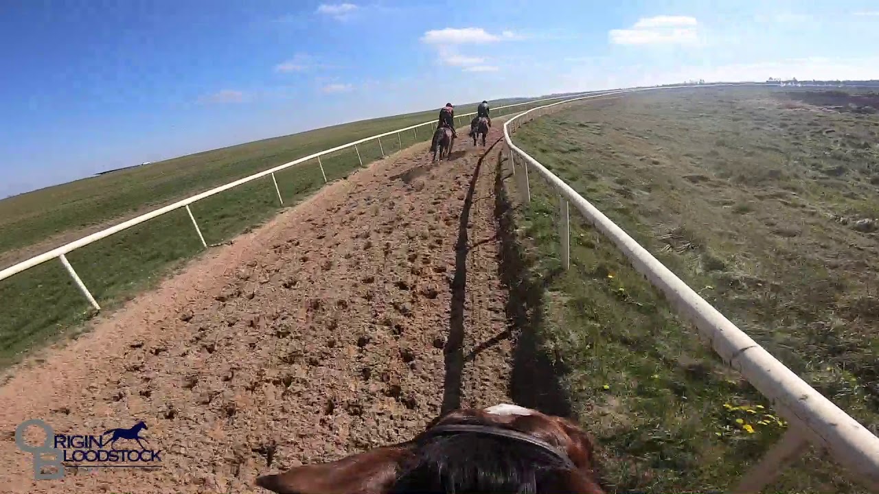 IN THE YARD: Horses schooling over hurdles at The Curragh