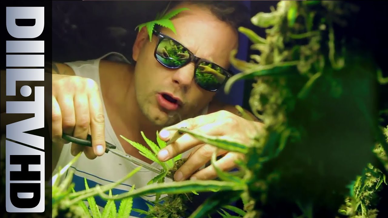 Hemp Gru - Mary Mary feat. Żary, Ras Luta, Siostra Mariola (Official Video) [DIIL.TV]