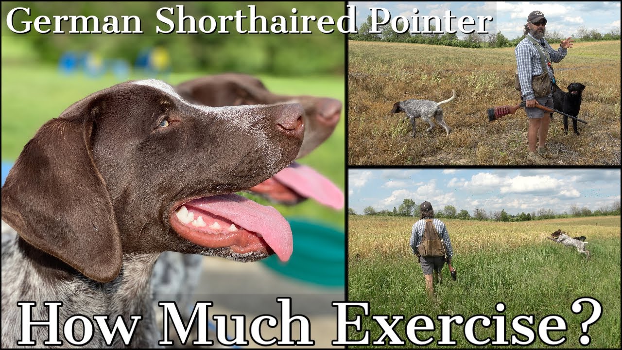 German Shorthaired Pointer - How Much Exercise Does a GSP Really Need?