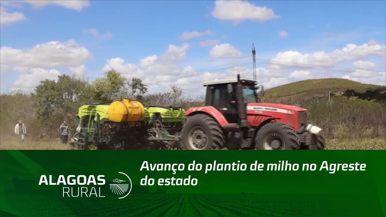Avanço do plantio de milho no Agreste do estado