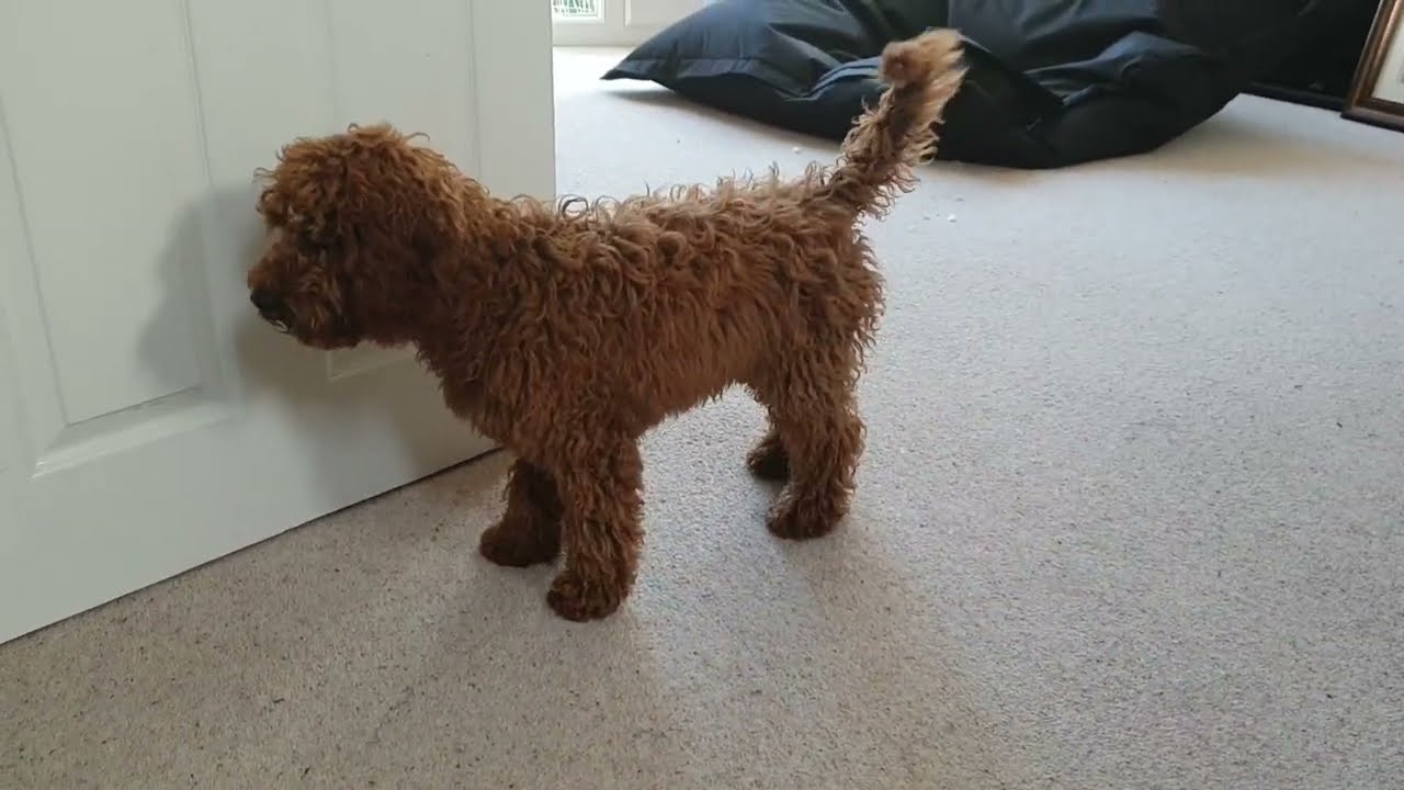Cockapoo puppies playing