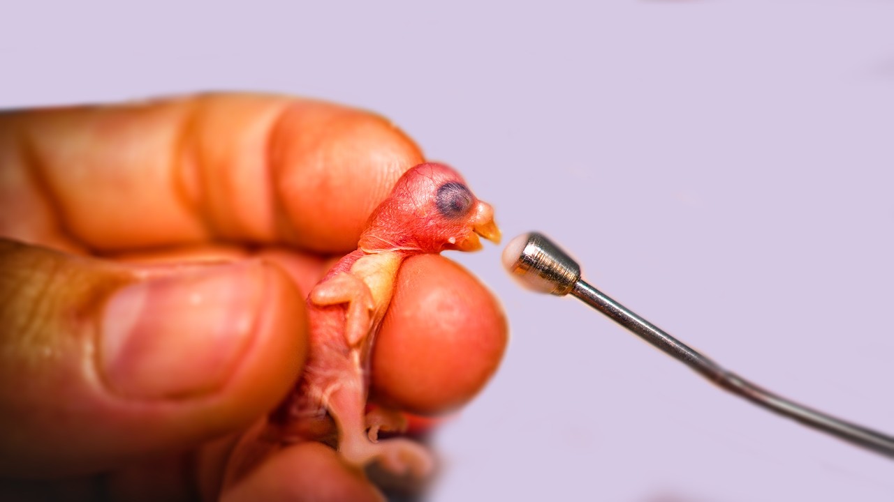 How I Saved a Baby Bird's Life