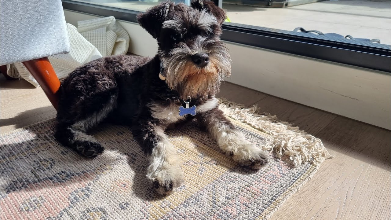 spiky the mini schnauzer updates 4-5months