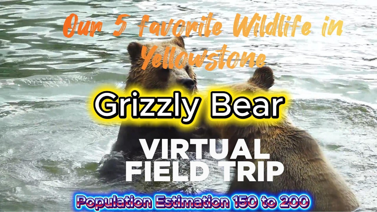Top 5 Wildlife to See in Yellowstone | Bison, Elk, Wolves & More
