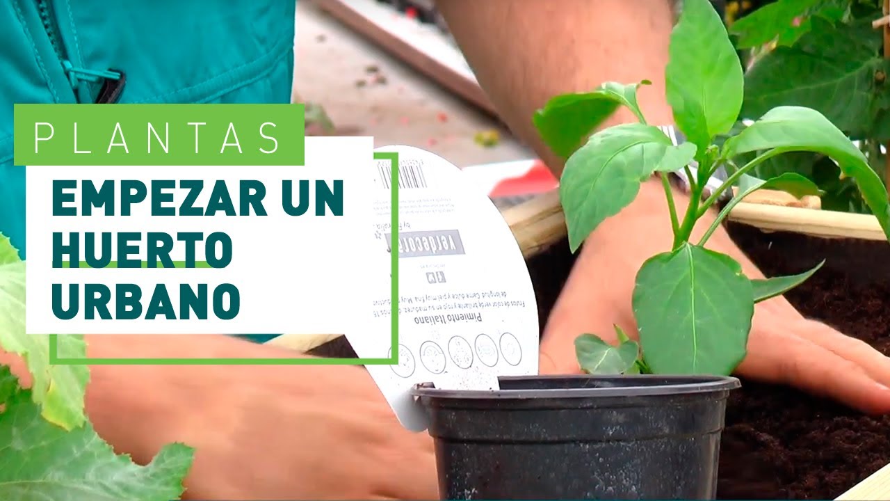 C&oacute;mo empezar con tu huerto urbano | Huertos en VERDECORA