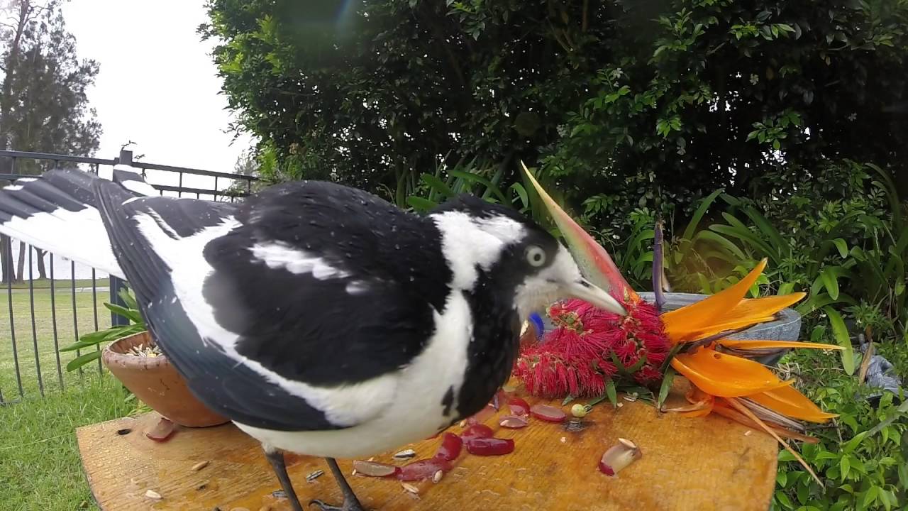 Magpie Lark (Pee Wee) with attitude