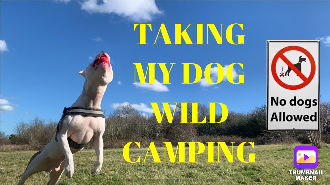 TAKING MY DOG WILD CAMPING 🏕 |Wild Camping UK 🇬🇧