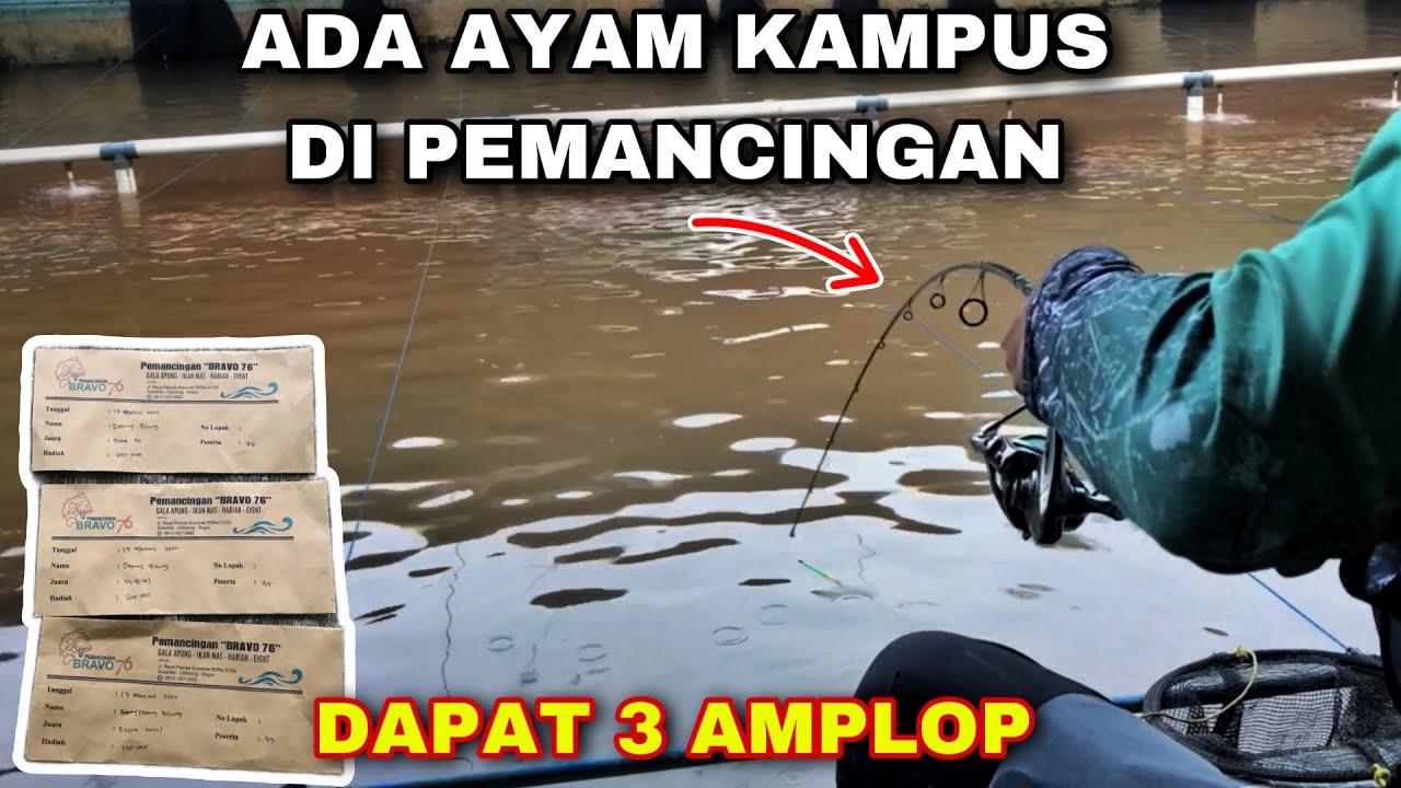 Pemancingan Langsung Heboh Gara-Gara Ayam Kampus | Essen Gacor Galapung Ikan Mas