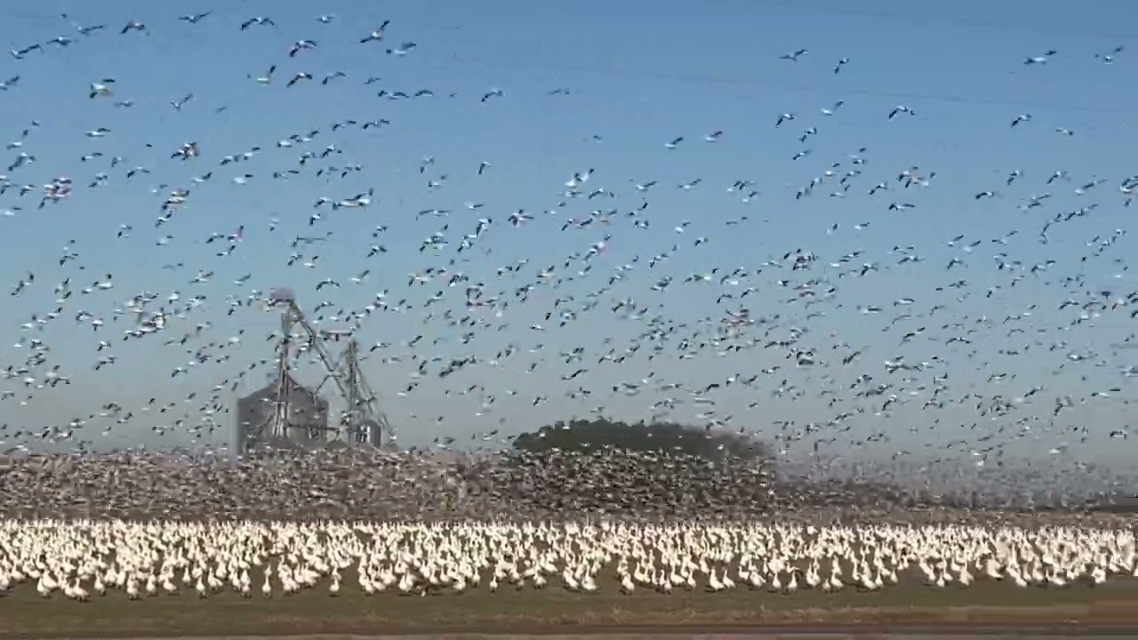 Biggest Flock of snow geese I’ve ever seen flock!!! For Flocks sake!!