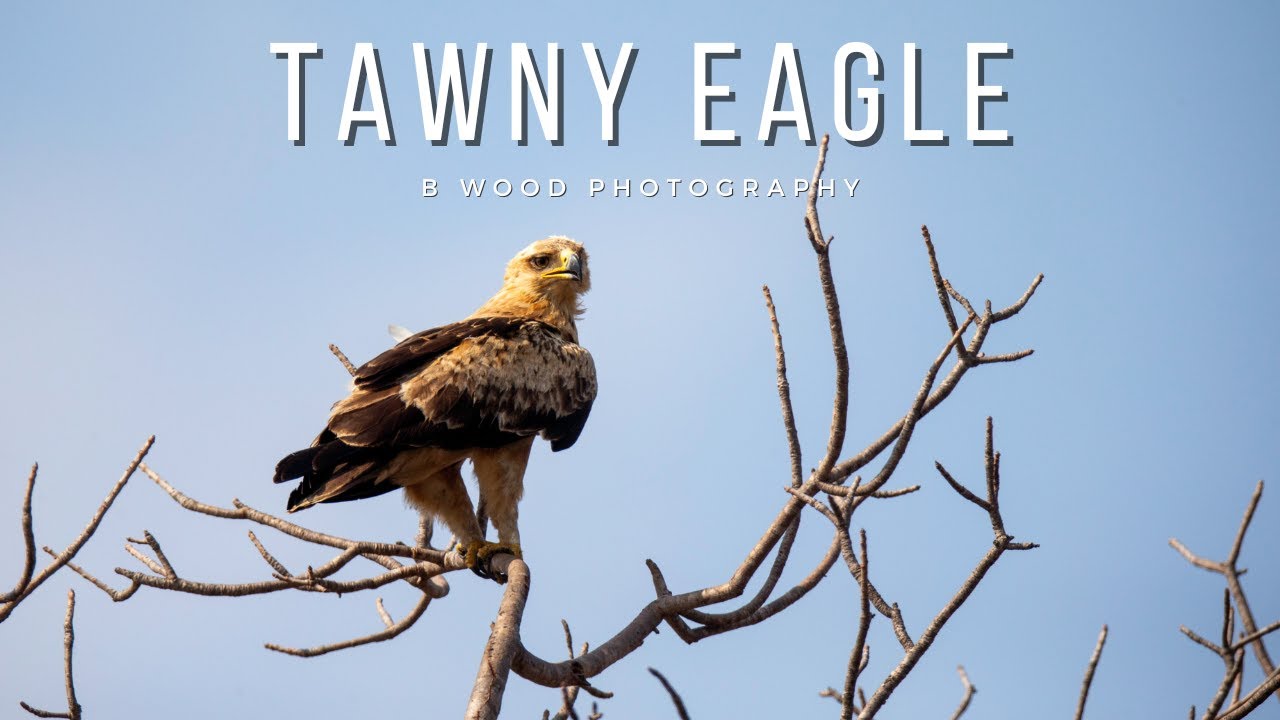 Tawny Eagle (Aquila rapax)
