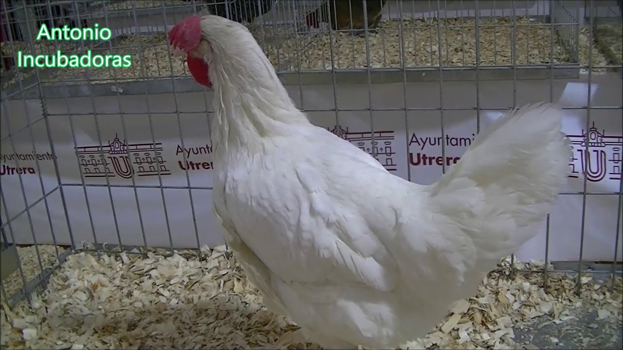 Gallina ponedora utrerana blanca