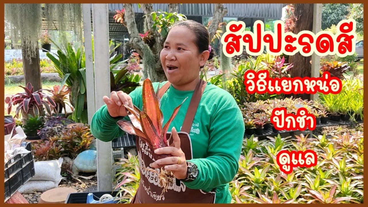 การแยกหน่อ ปักชำ และดูแล สัปปะรดสี @สวนสับปะรดสีบ้านพระอังคาร วังน้ำเขียว นครราชสีมา