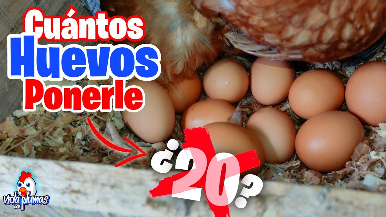 Cuantos Huevos ponerle a una Gallina Clueca 🥚 Consejos y Tips
