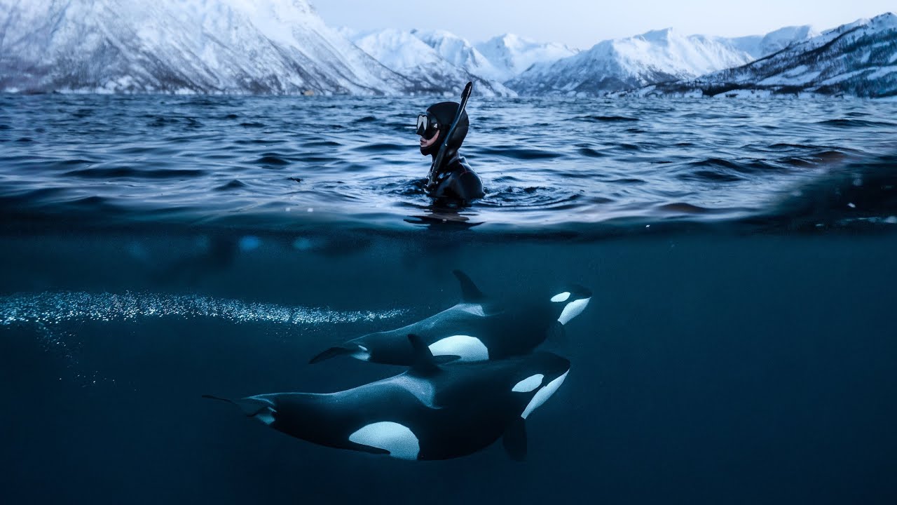 Swimming Face-to-Face with Wild Orcas: Winter in Norway